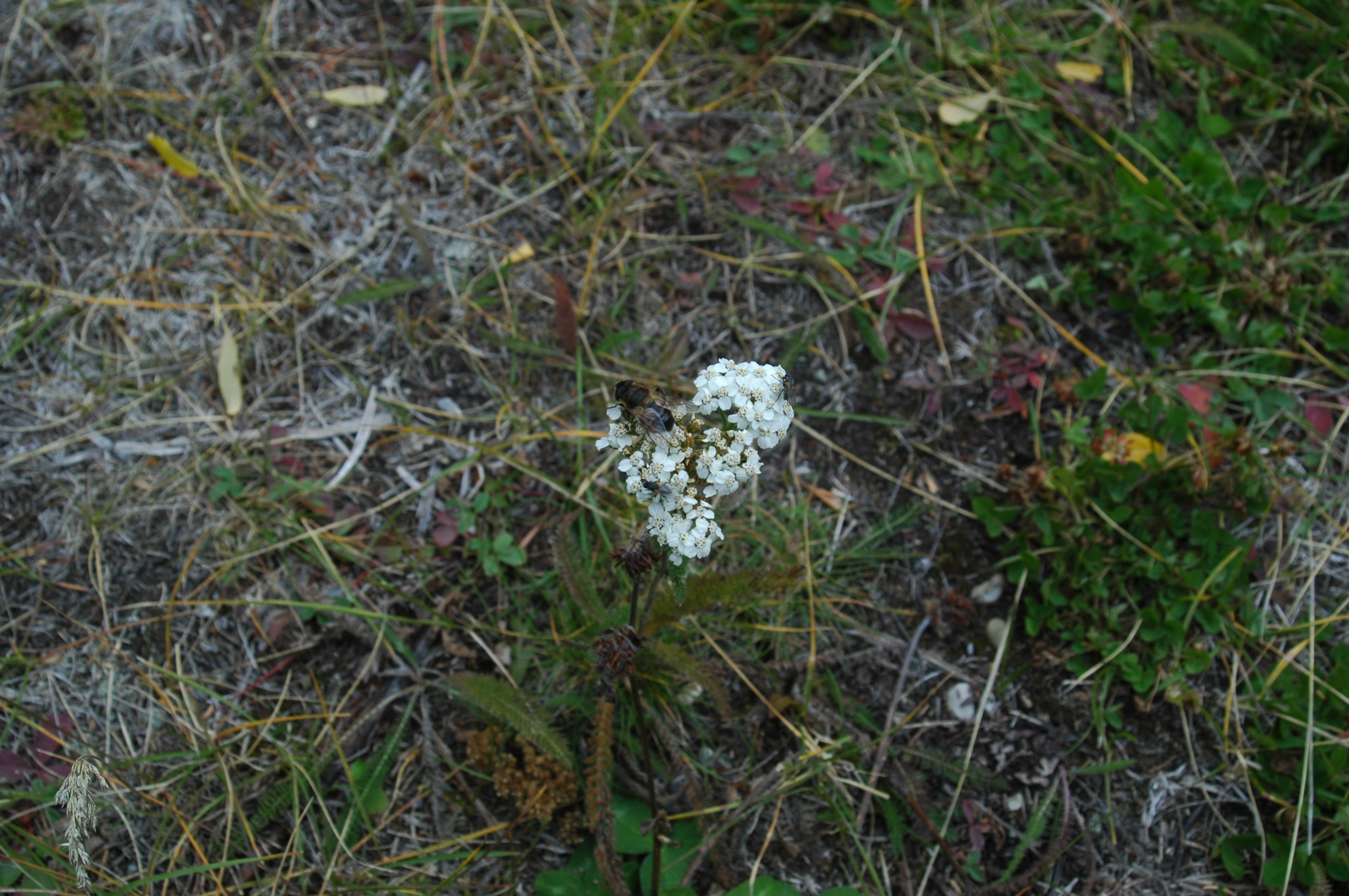 photos/wildlife/Invertebrate_Species/Canada/Canada 2007 1166.jpg